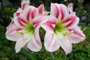 All About Amaryllis
