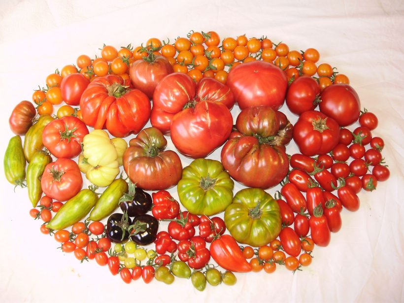 How To Grow The Best Tasting Tomatoes – February 2020 BOOM! Magazine