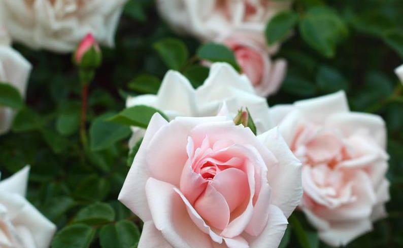 Coming Up Roses – January 2020 BOOM! Magazine