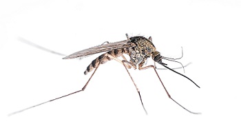 Eliminating Pesky Mosquitoes