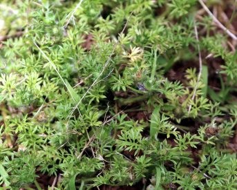 Lawn Burweed – Preventing This Prickley Pest