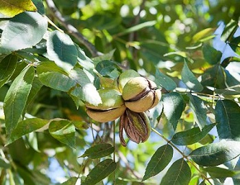 Our Pecan Tree – October 2017 BOOM! Magazine