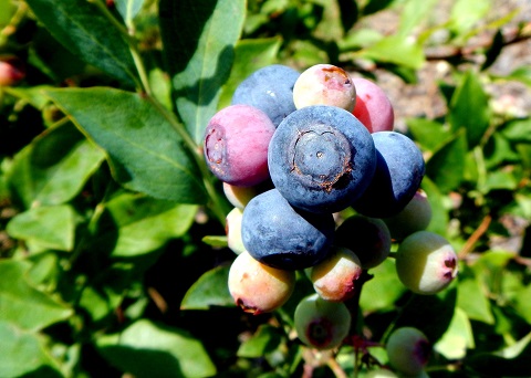 Work Now to Ensure a Healthy Crop of Blueberries Next Year