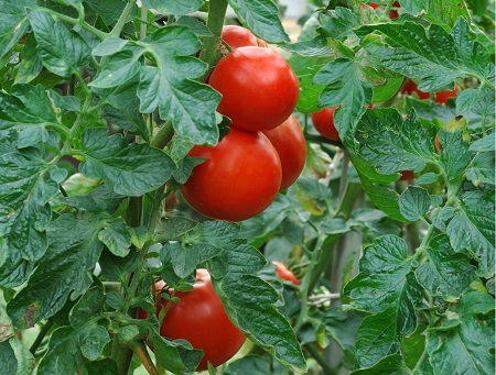 Tips to Keep your Tomato Plants Healthy