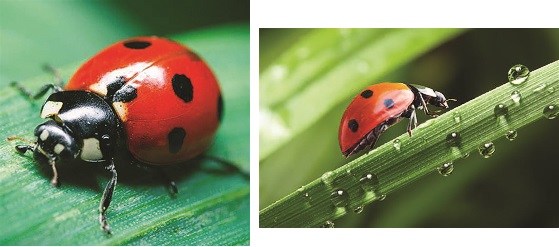 Attracting Lady Bugs to Your Garden – October 2022 BOOM! Magazine