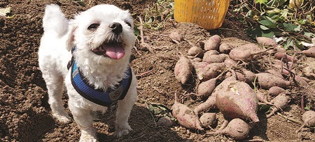Potatoes and Pups – January 2023 BOOM! Magazine