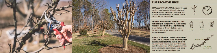 Late Winter Pruning – January 2022 BOOM! Magazine