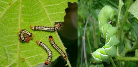 Weary from Garden Worms!