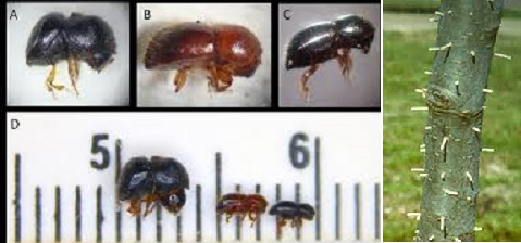 Ambrosia Beetles Attacking Small Trees