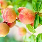 Just Pay the Ten Dollars! – The Importance of Soil Testing
