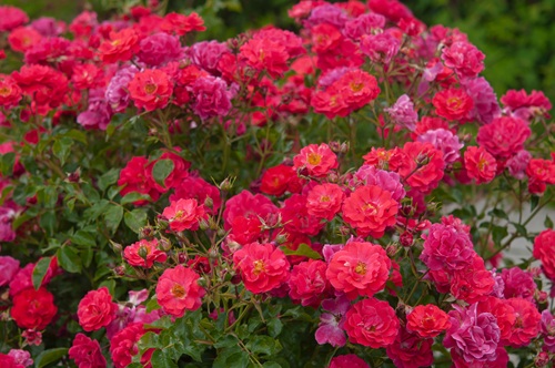 A Story About Roses